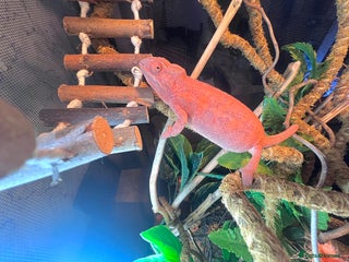 Chameleon reptiles Super Tame Female Nosy Faly Panther Chameleon - Advert 1