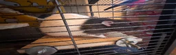 Rat rodents for sale: 2 Fancy boy brother rats for sale  - Advert 5