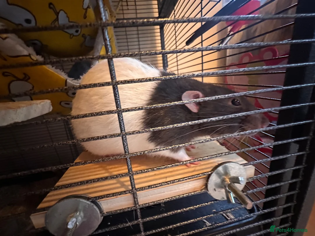 Rat rodents for sale: 2 Fancy boy brother rats for sale  - Advert 5