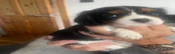 Cavalier King Charles Spaniel dogs for sale: Cavalier King Charles Spaniel KC Puppies - Advert 32