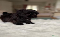 Shih Tzu dogs for sale: AMERICAN IMPERIAL SHIH TZU PUPPIES - Image 14