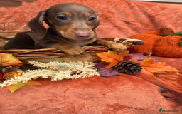 Miniature Dachshund dogs for sale: Miniature dachshund puppies  - Image 9