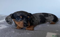 Miniature Dachshund dogs for sale: Affectionate loving silver dapple doxies  - Image 3