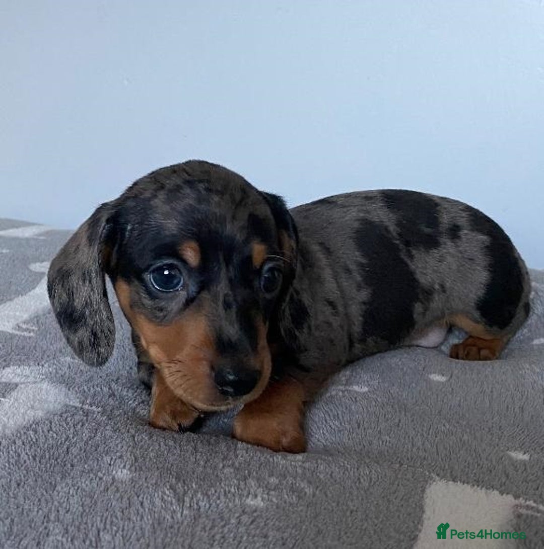 Miniature Dachshund dogs for sale: Affectionate loving silver dapple doxies  - Image 3