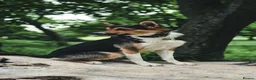 Border Collie dogs for sale: Male Border Collie  - Advert 8