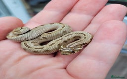 Snake reptiles for sale: Western Hognose CB25 babies  - Image 2