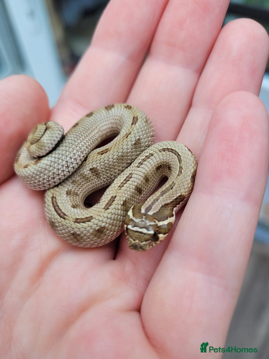 Snake reptiles for sale: Western Hognose CB25 babies  - Image 2