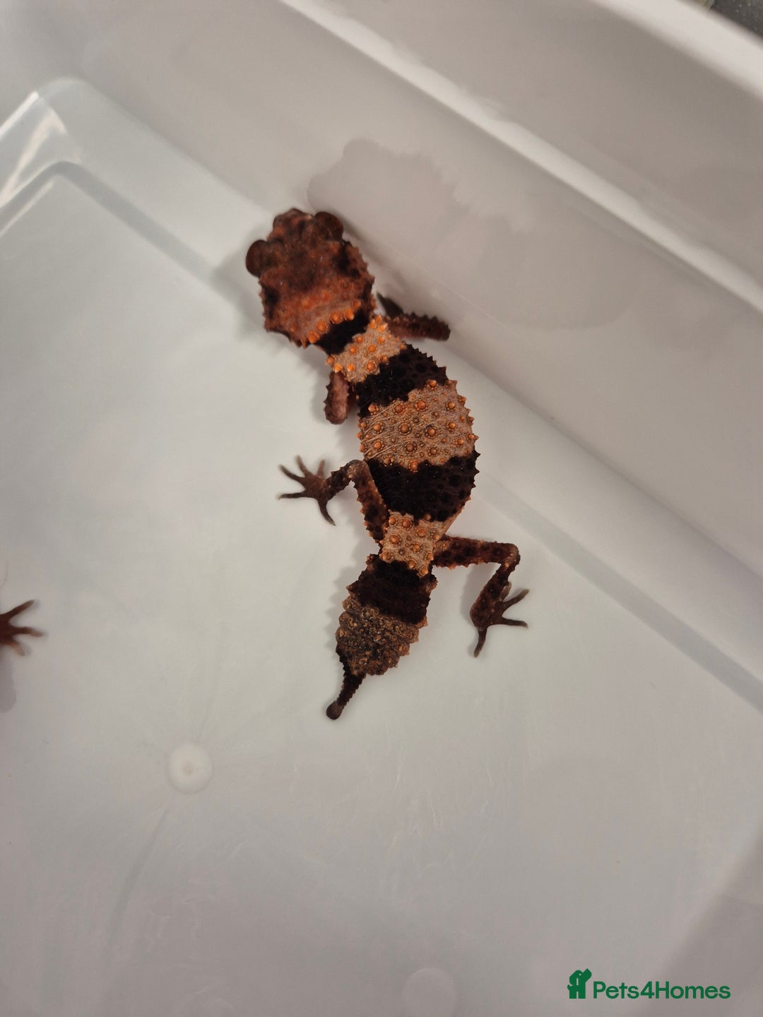 Gecko reptiles for sale: 2x knob tailed geckos for sale - Advert 2