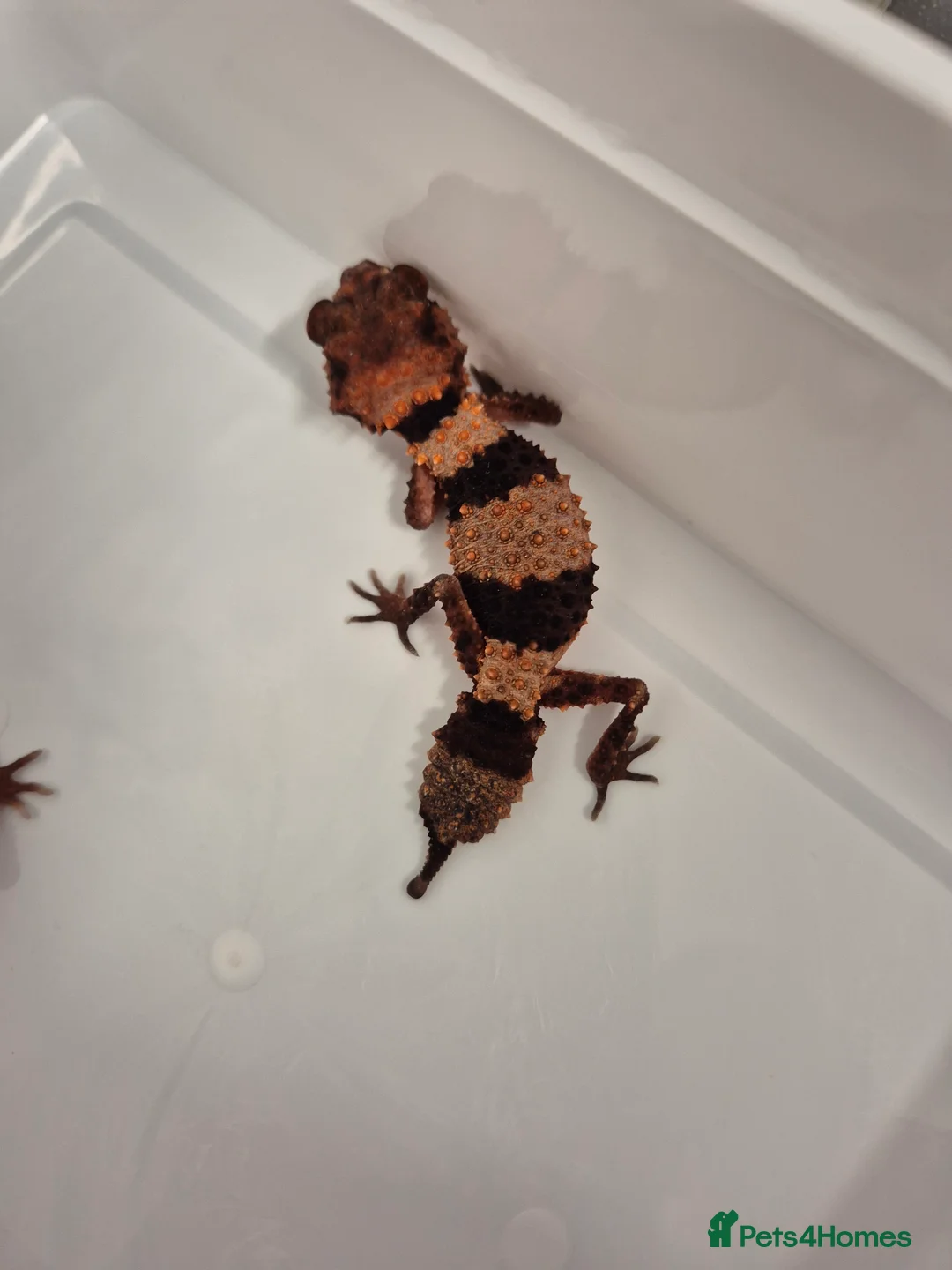 Gecko reptiles for sale: 2x knob tailed geckos for sale - Advert 2