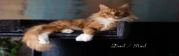 Maine Coon cats for sale: Maine Coon Kittens - Silver Tabby & Calico - Advert 12