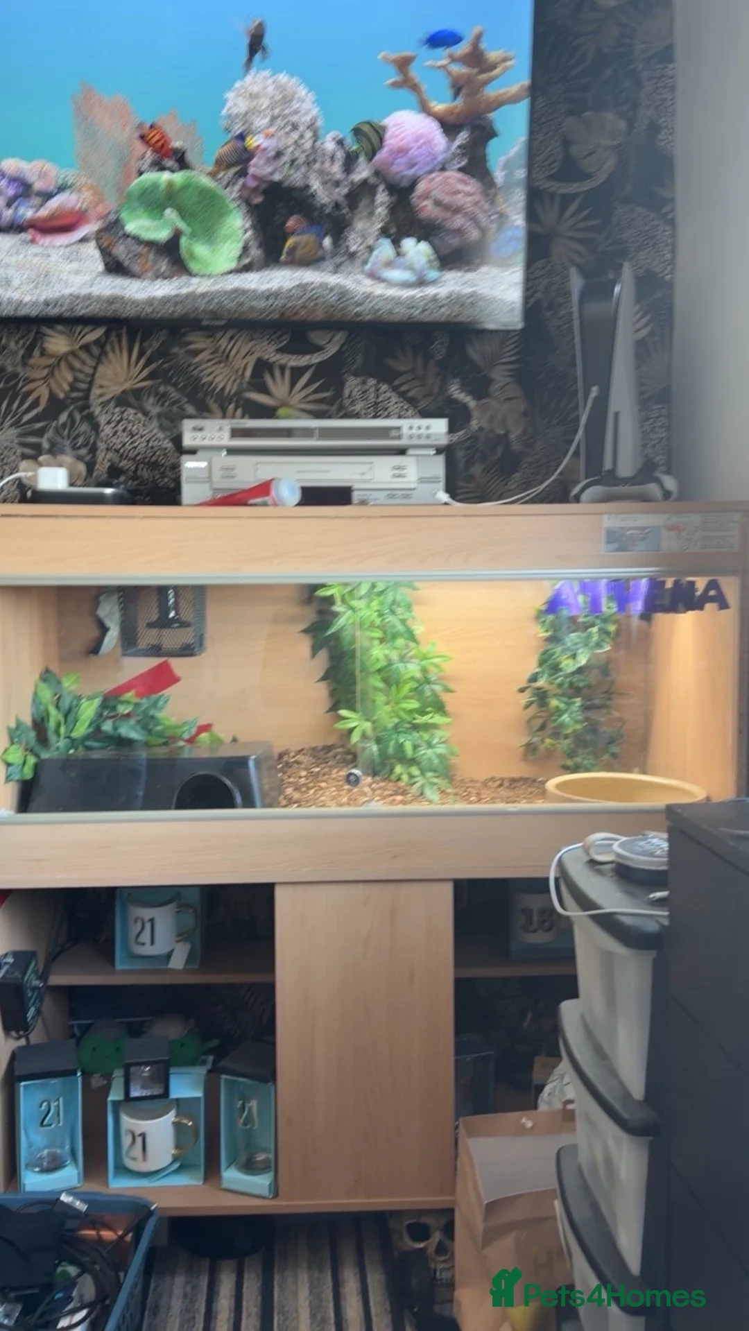 Python Snake reptiles for sale: Ball Python and set up in Nottingham - Advert 2