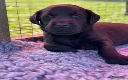 Labrador Retriever dogs for sale: KC Reg Health Tested Working Labradors - Image 39