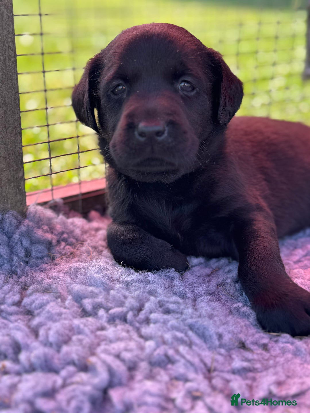 Labrador Retriever dogs for sale: KC Reg Health Tested Working Labradors - Image 39