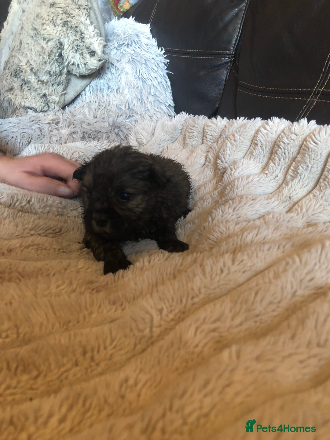 Shih Tzu dogs for sale: 6 Shih tzu puppies boys and girls avalible  - Advert 3
