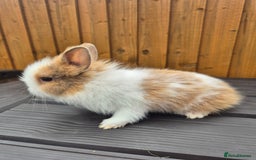 Mini Lion Lop rabbits for sale: 3 Lionlops ready to leave now  - Image 8
