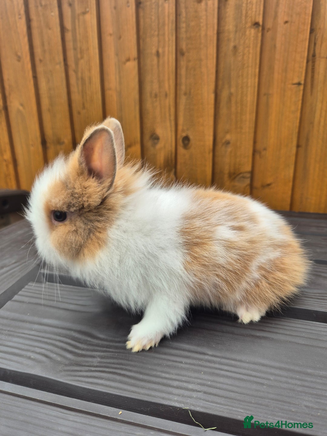 Mini Lion Lop rabbits for sale: 3 Lionlops ready to leave now  - Image 8