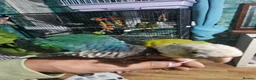 Conures birds for sale: Beautiful Hand-Tame Conures - Advert 4