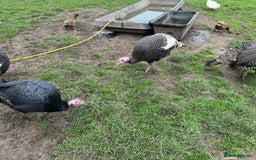 Turkeys poultry for sale: Turkeys - Image 4