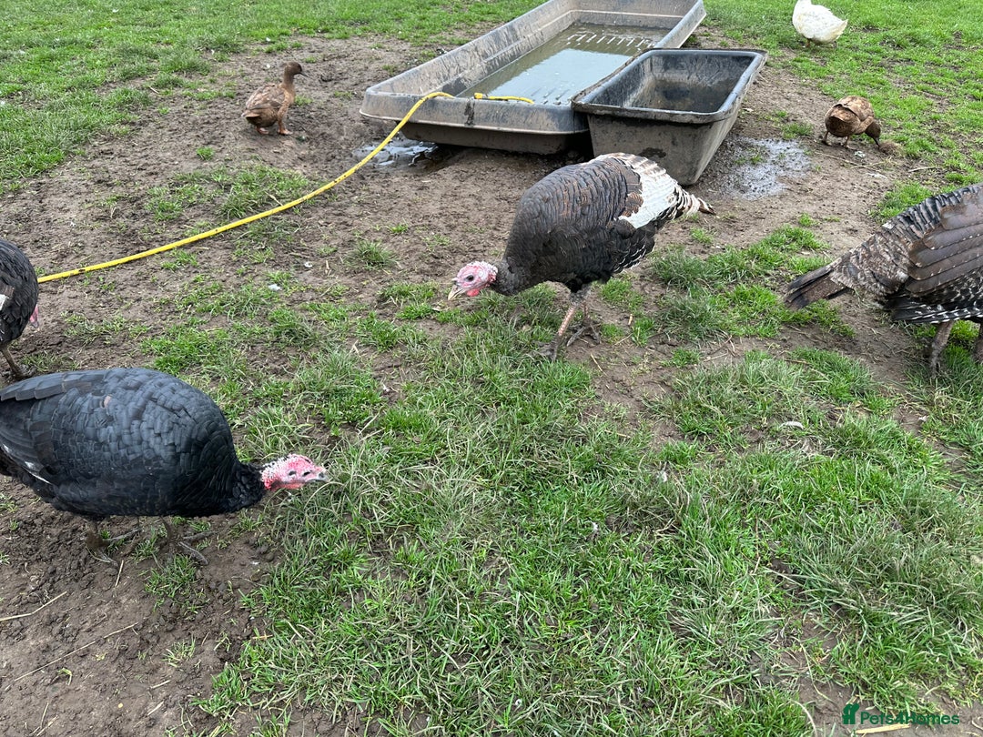 Turkeys poultry for sale: Turkeys - Image 4