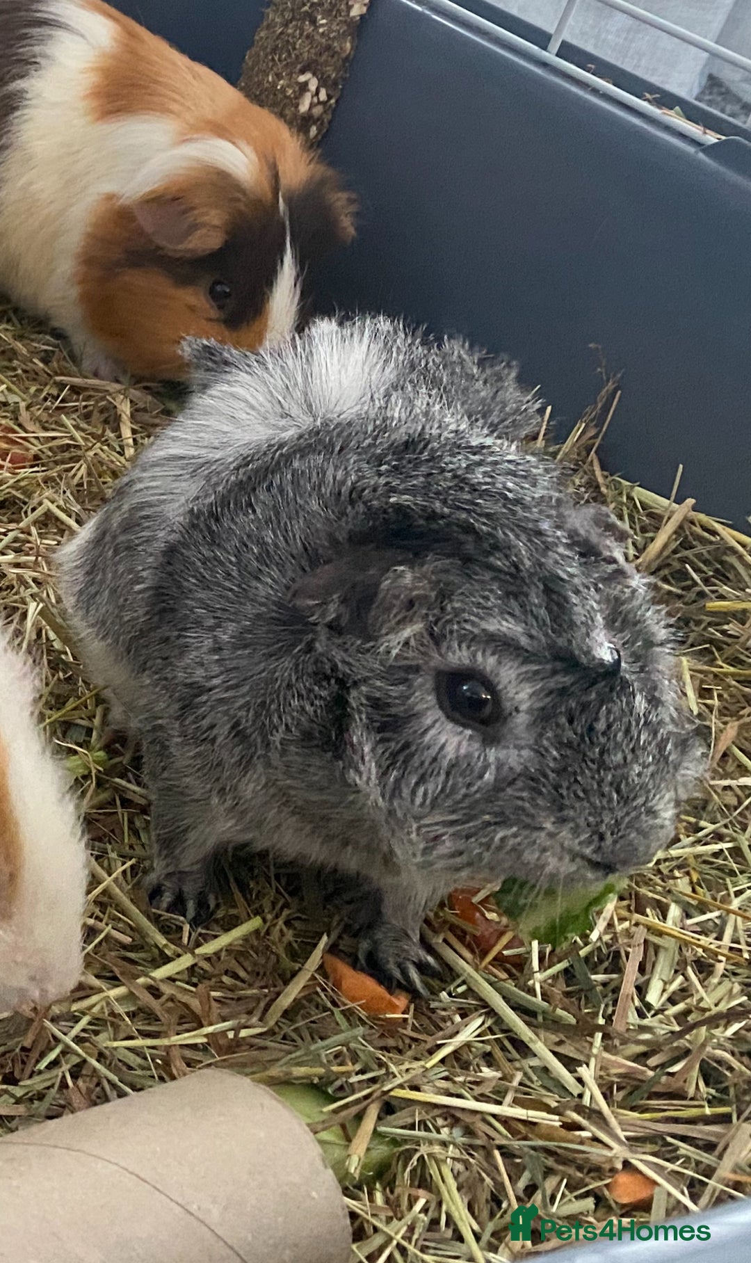 Guinea Pig rodents for sale: Abysinnian Rosette Guinea Pig  - Advert 4