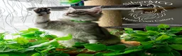 Maine Coon cats for sale: 💚Ready💚 TICA-registered XL Maine Coon Kitten   - Advert 12