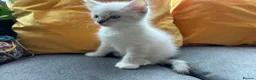 Ragdoll cats for sale: Luxury Blue Point Mitted Ragdoll Kittens - Advert 37