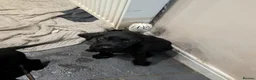 Mixed Breed dogs for sale: Beautiful puppies ready for forever homes in Preston - Advert 19
