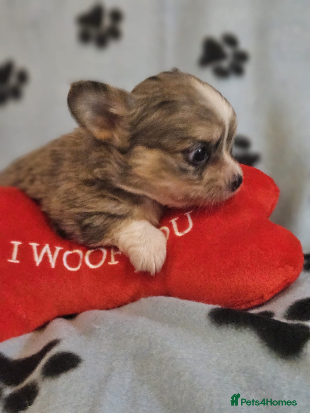 Chihuahua dogs for sale: 3 chihuahua boys - Advert 7