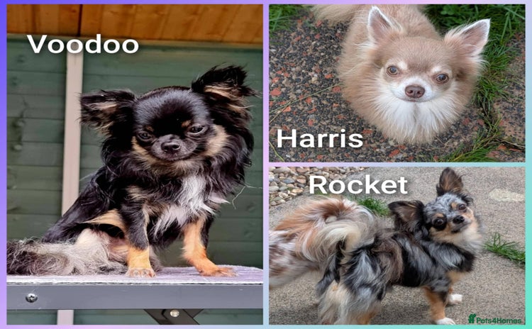 Chihuahua dogs - Advert 1