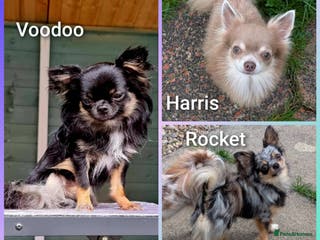 Chihuahua dogs Beautiful chihuahua stud boys - Advert 10