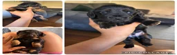 Miniature Dachshund dogs for sale: 3 miniature dachshunds for sale  - Advert 5