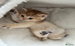British Shorthair cats for sale: British Shorthair Golden kitten GCCF - Image 16