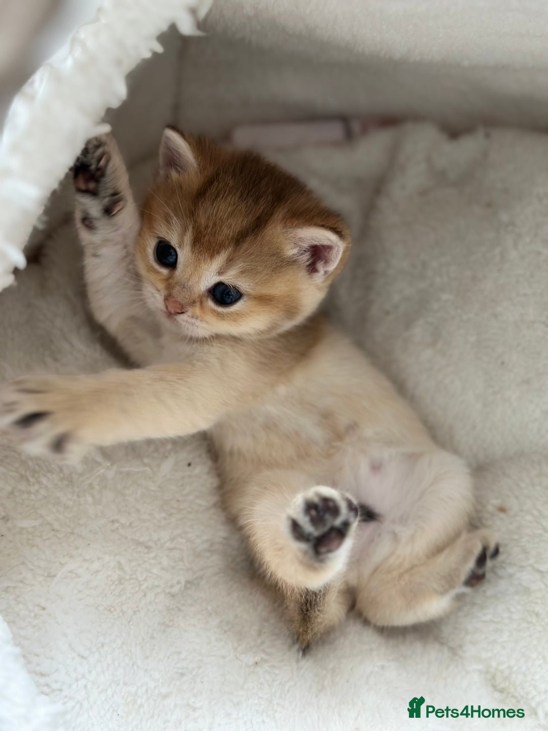 British Shorthair cats for sale: British Shorthair Golden kitten GCCF - Image 16