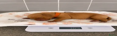 Orange collar