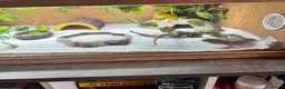 Leopard Gecko reptiles for sale: Leopard gecko  - Advert 3