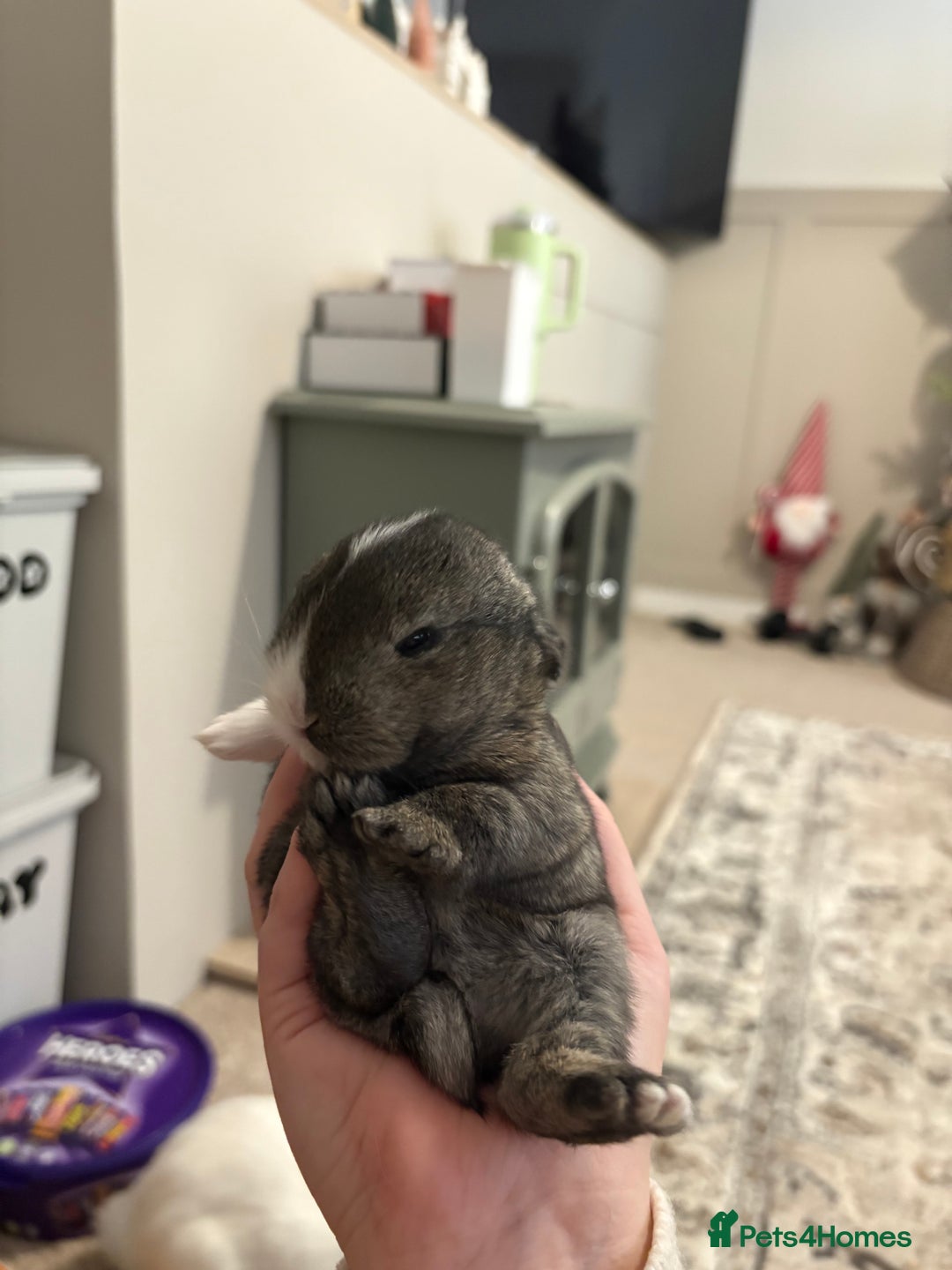 Mixed Breed rabbits for sale: 4X Mini Buns Netherland dwarf with French Lop - Advert 4