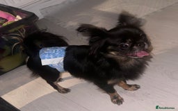 Chihuahua dogs for stud: Russian chihuahua stud - Image 7