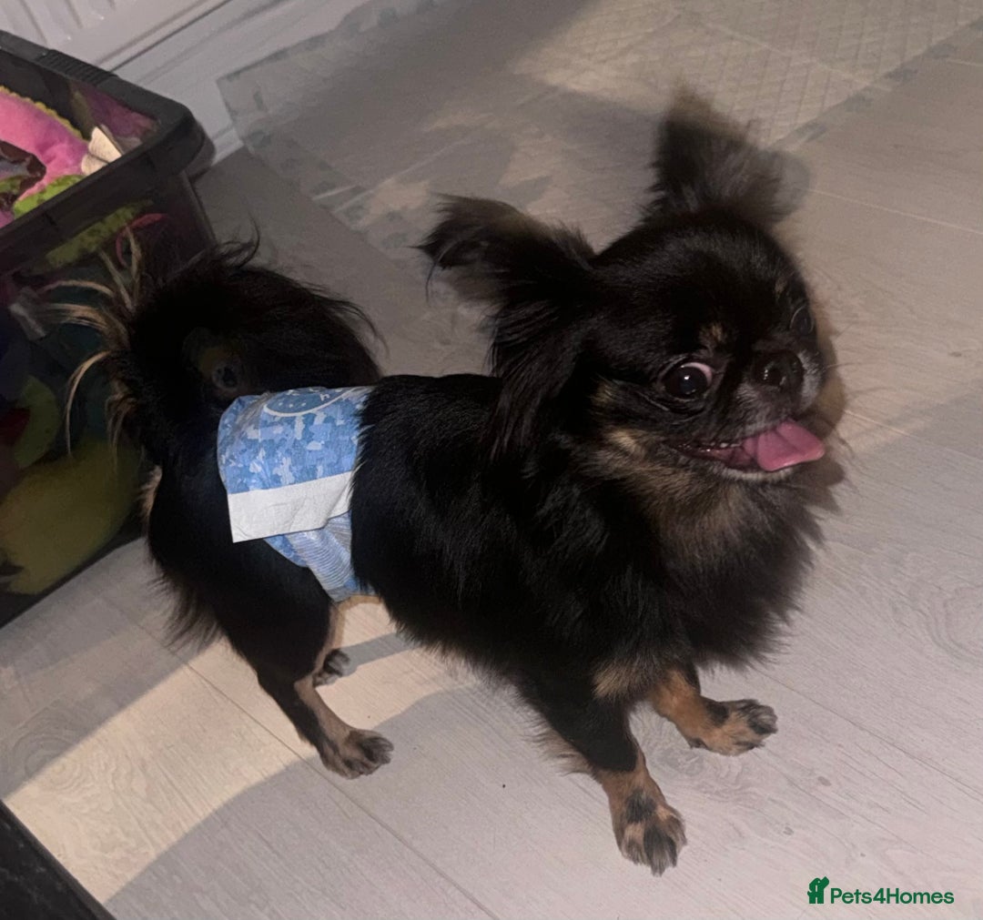 Chihuahua dogs for stud: Russian chihuahua stud - Image 7