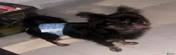 Chihuahua dogs for stud: Russian chihuahua stud - Advert 7