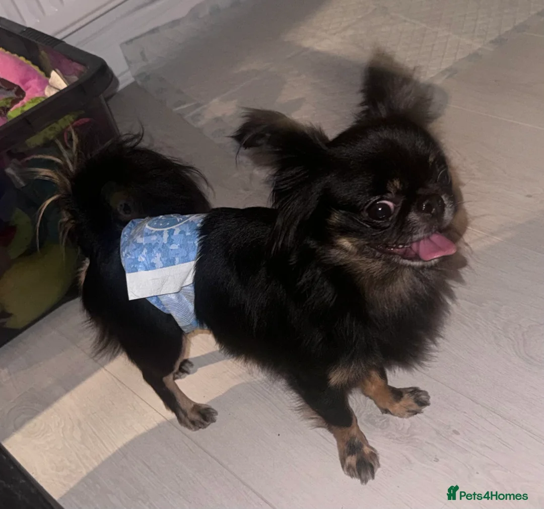 Chihuahua dogs for stud: Russian chihuahua stud - Advert 7