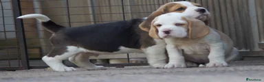 Beagle Puppy 2