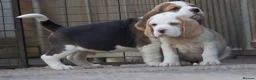Beagle dogs for sale: Kc registered beagle puppy’s  - Advert 4