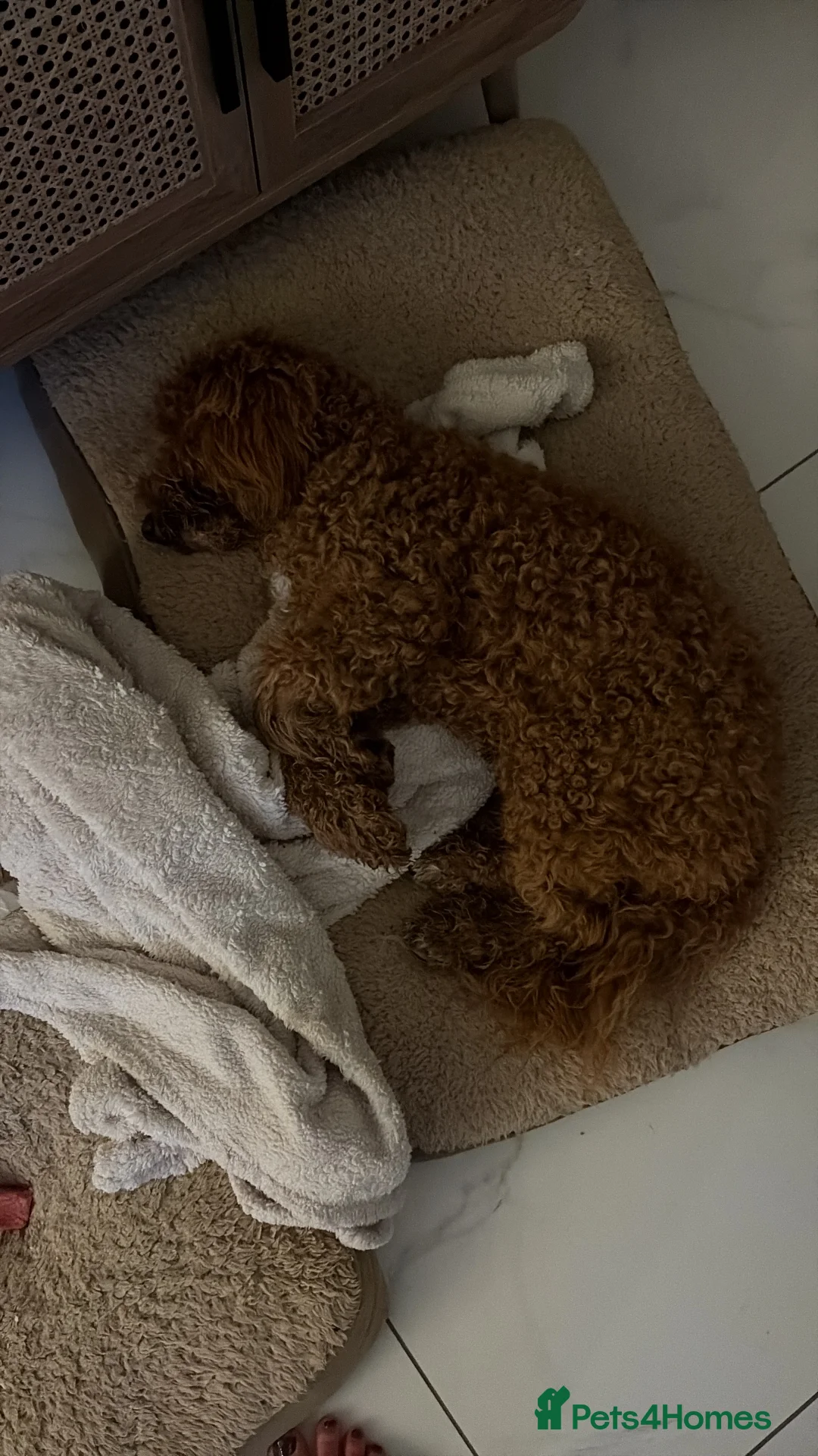 Cockapoo dogs for sale: Two Cockapoo (9 month)  - Advert 7