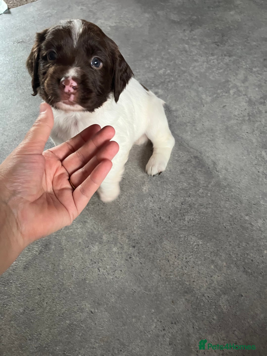 English Springer Spaniel dogs for sale: KC English springer spaniel puppies  - Image 8