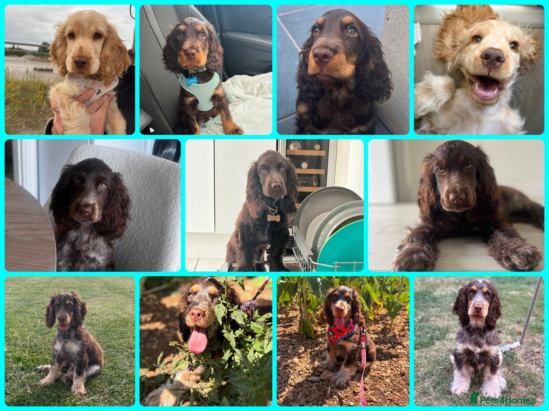 Cocker Spaniel dogs ❤️WAITING LIST BACK OPEN❤️ - Advert 1