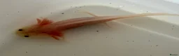 Axolotl reptiles for sale: Axolotl - Advert 17