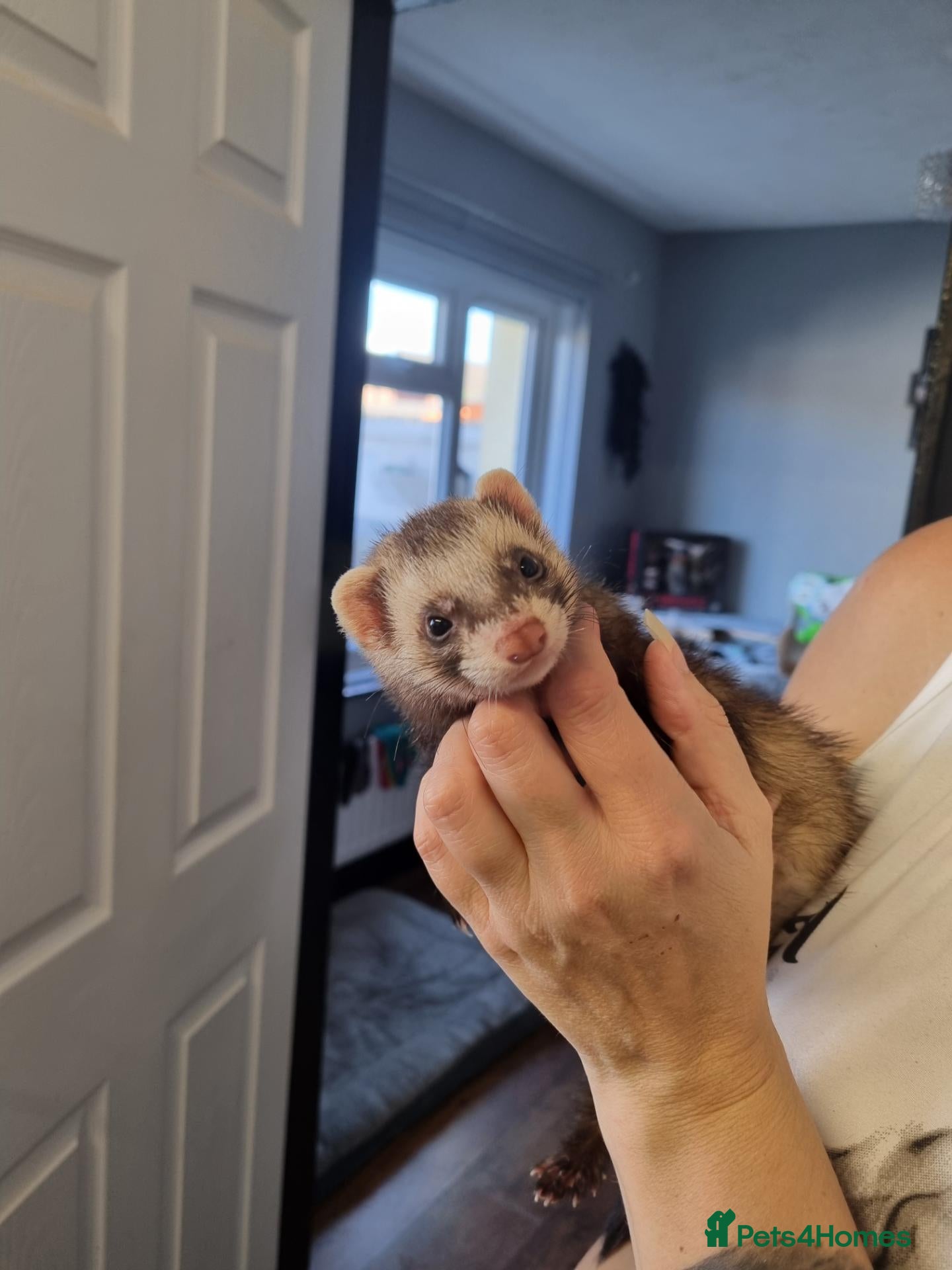 Ferret rodents Female ferret looking for new homes  - Advert 15
