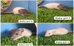 Rat rodents for sale: Baby Rats Girls Female Dwarf  - Image 1