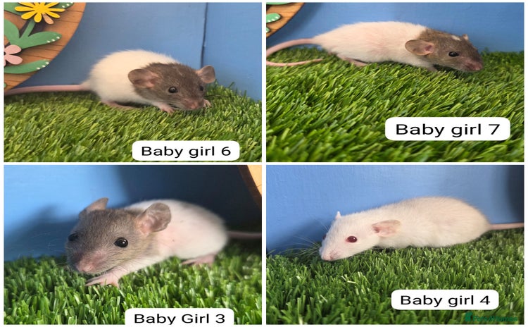 Rat rodents - Advert 2
