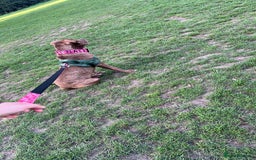 Mixed Breed dogs for sale: Nala  - Image 1